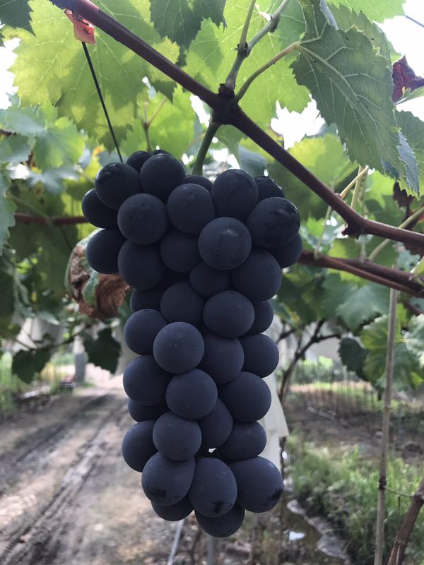 �������15Ԫһ��