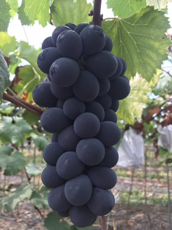 �������15Ԫһ��